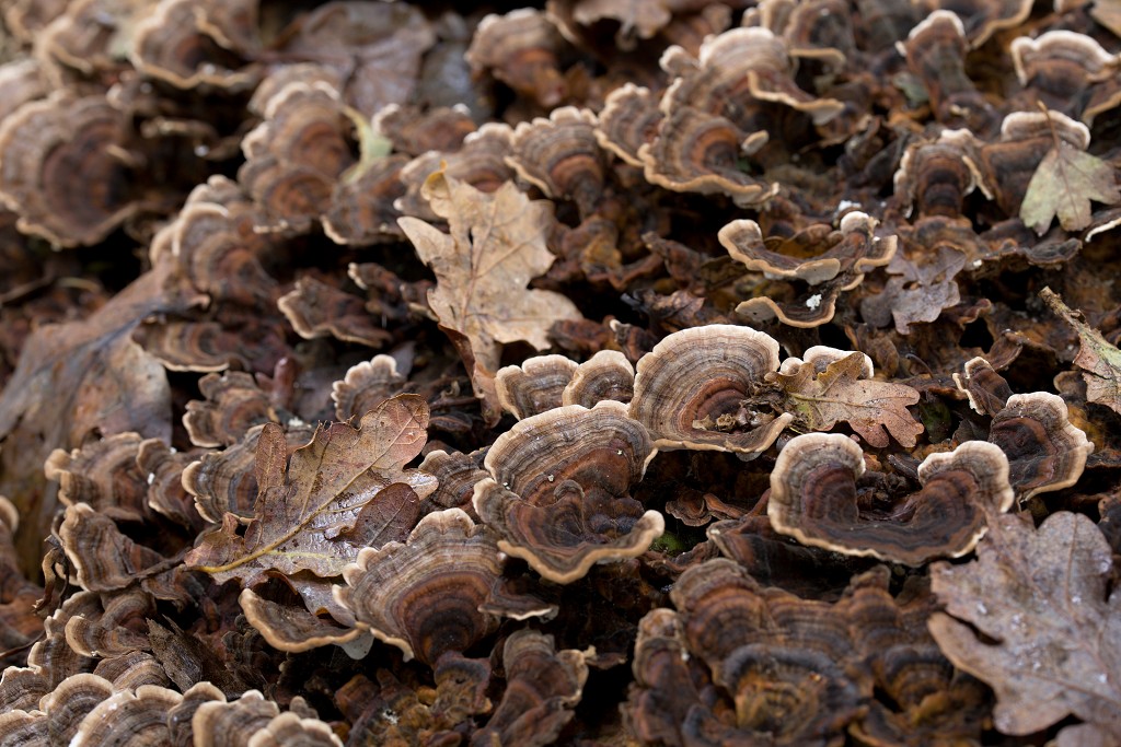 lente zomer herfst winter seizoen seizoenen voorjaar najaar hdr paddenstoelen bladeren mist regen sneeuw